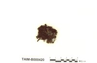 藏品(東亞火苔)的圖片